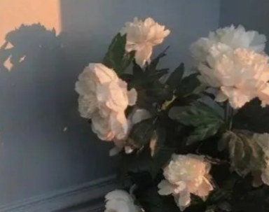 文艺到爆的神仙情话短句最新 2022全新好听的表白语录_复制